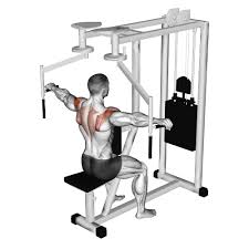 Rear Delt